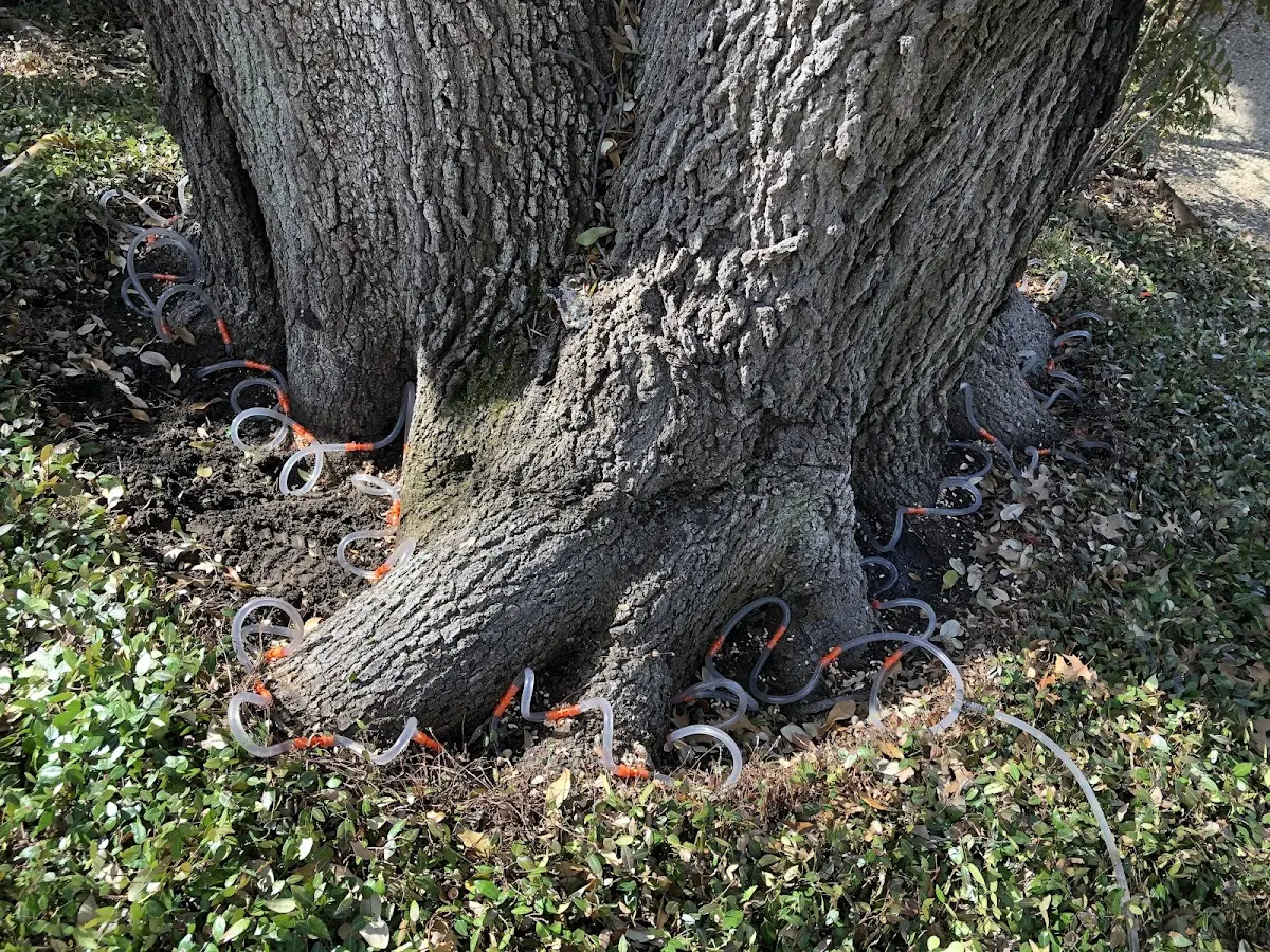 Detailed Tree Cabling and Bracing job site in Highlands