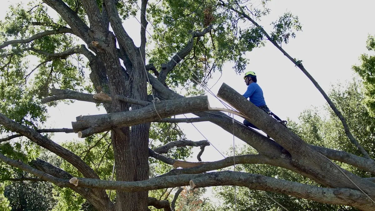 Professional Crown Thinning performed by certified arborists in Highlands